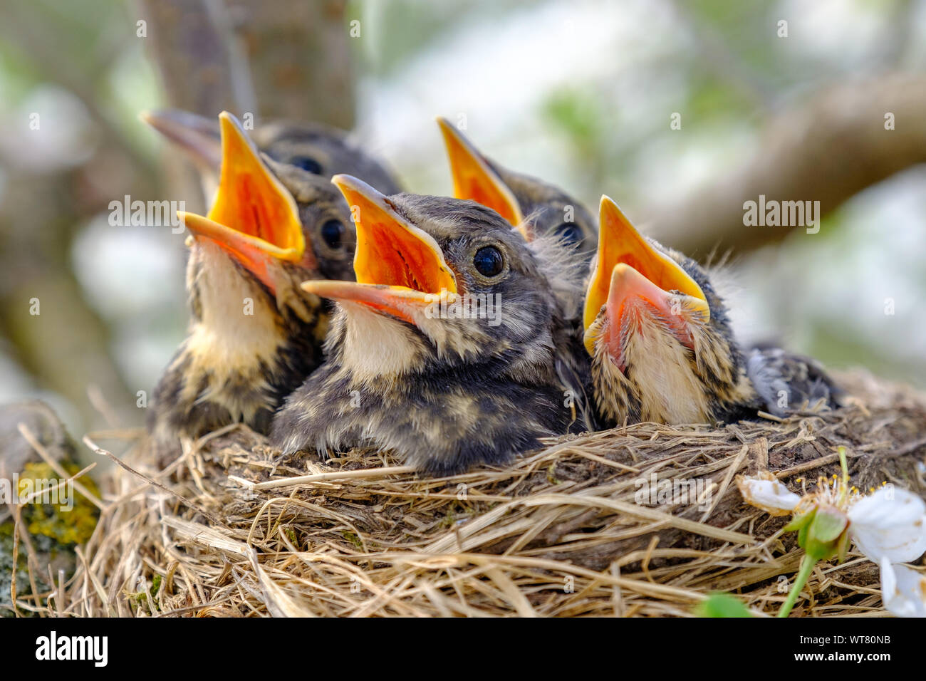 Closeup pajaritos con la boca abierta en el nido. Aves jóvenes con pico naranja, anidando en la fauna silvestre. Foto de stock