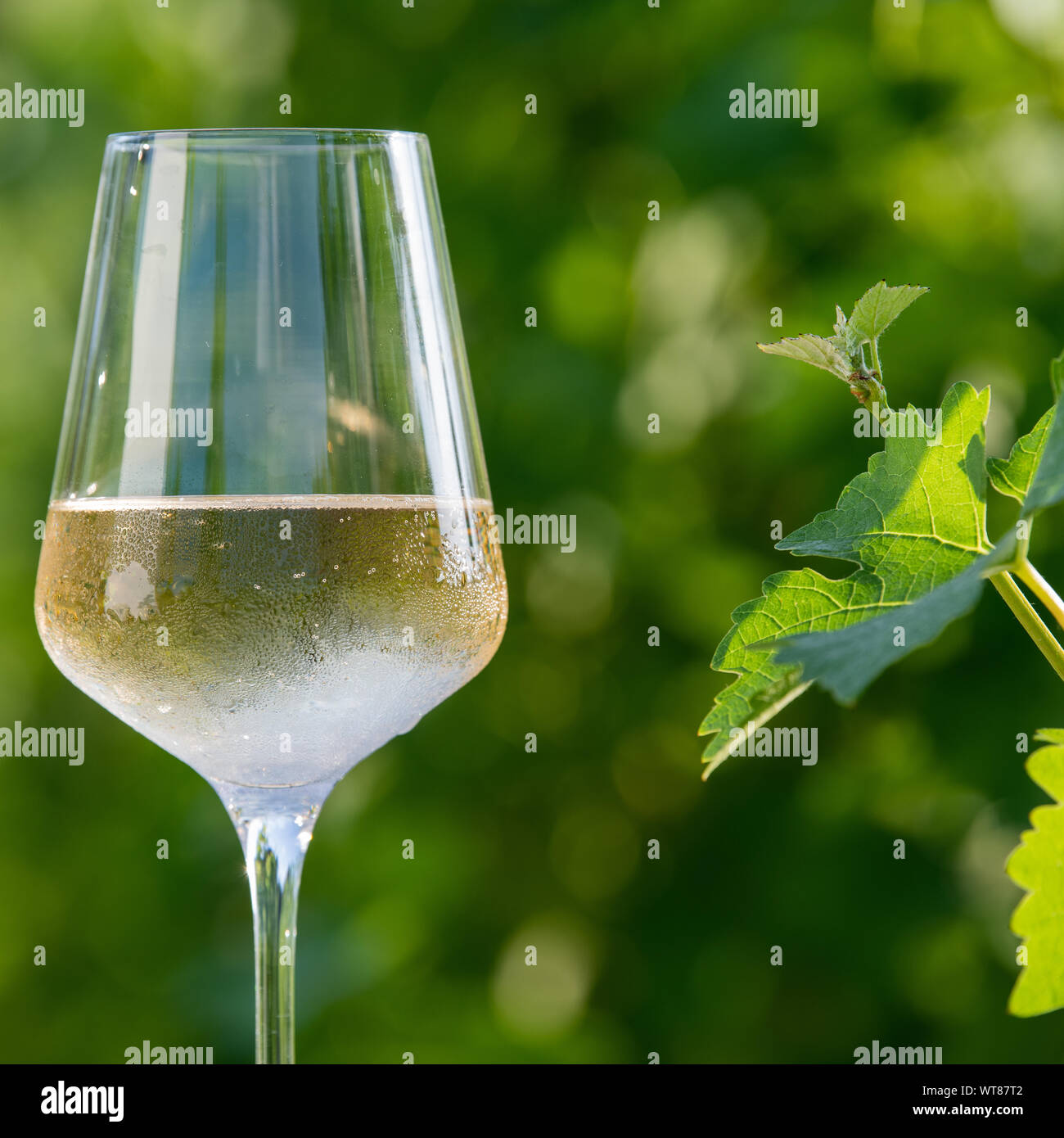 Vaso de vino blanco seco sobre la mesa en viña Foto de stock