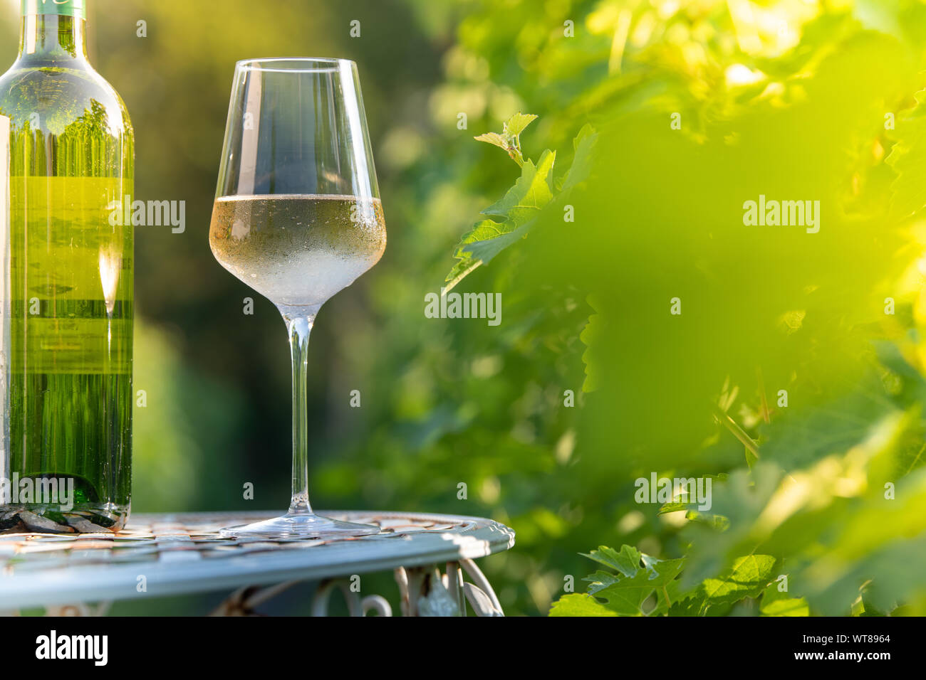 Vaso de vino blanco seco sobre la mesa en viña Foto de stock