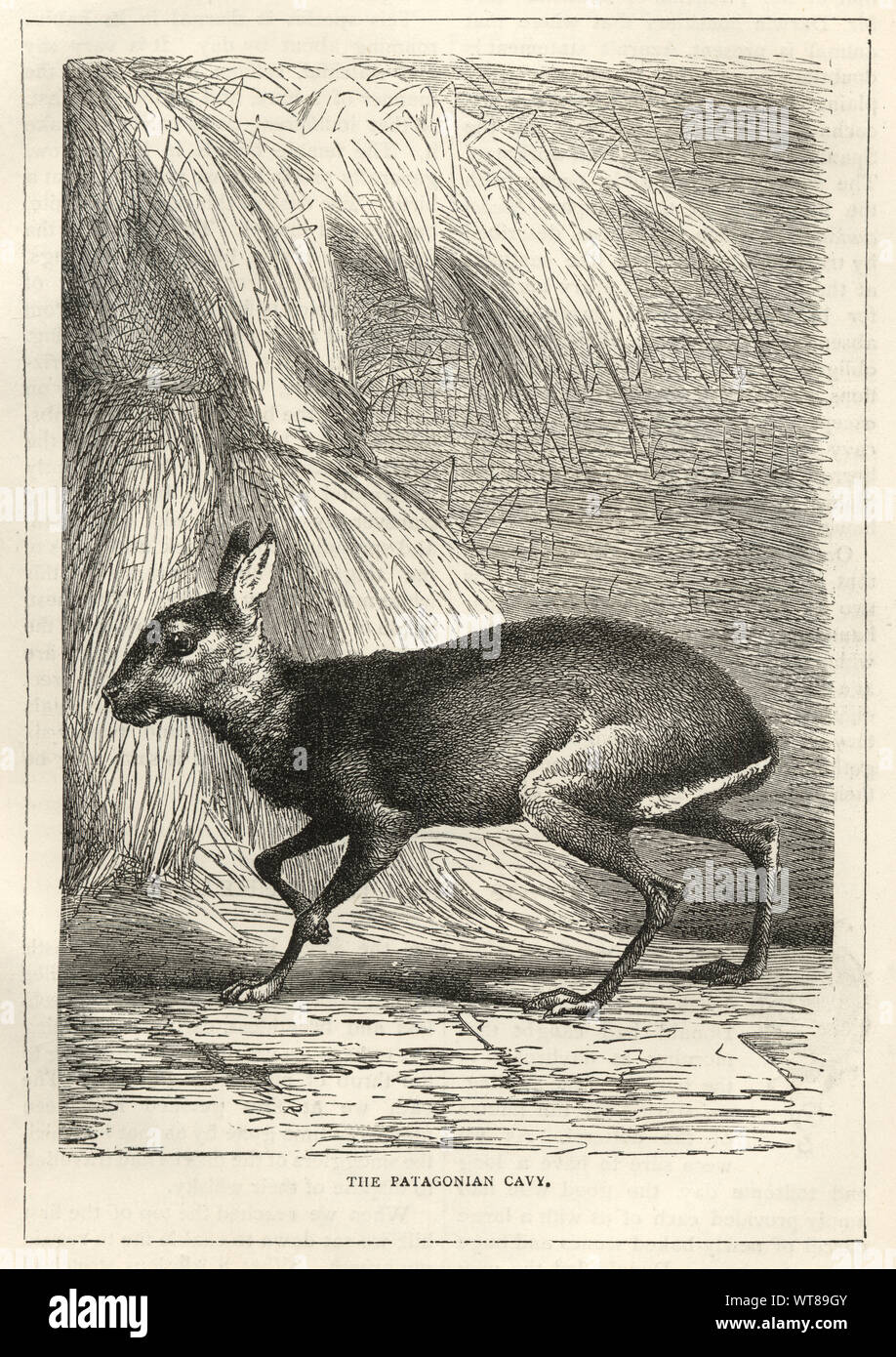 Vintage grabado de un Patagonian mara (Dolichotis patagonum) un roedor relativamente grandes en el género mara Dolichotis. También es conocida como la liebre patagónica, cavy patagónicos, o dillaby., del siglo XIX. Foto de stock