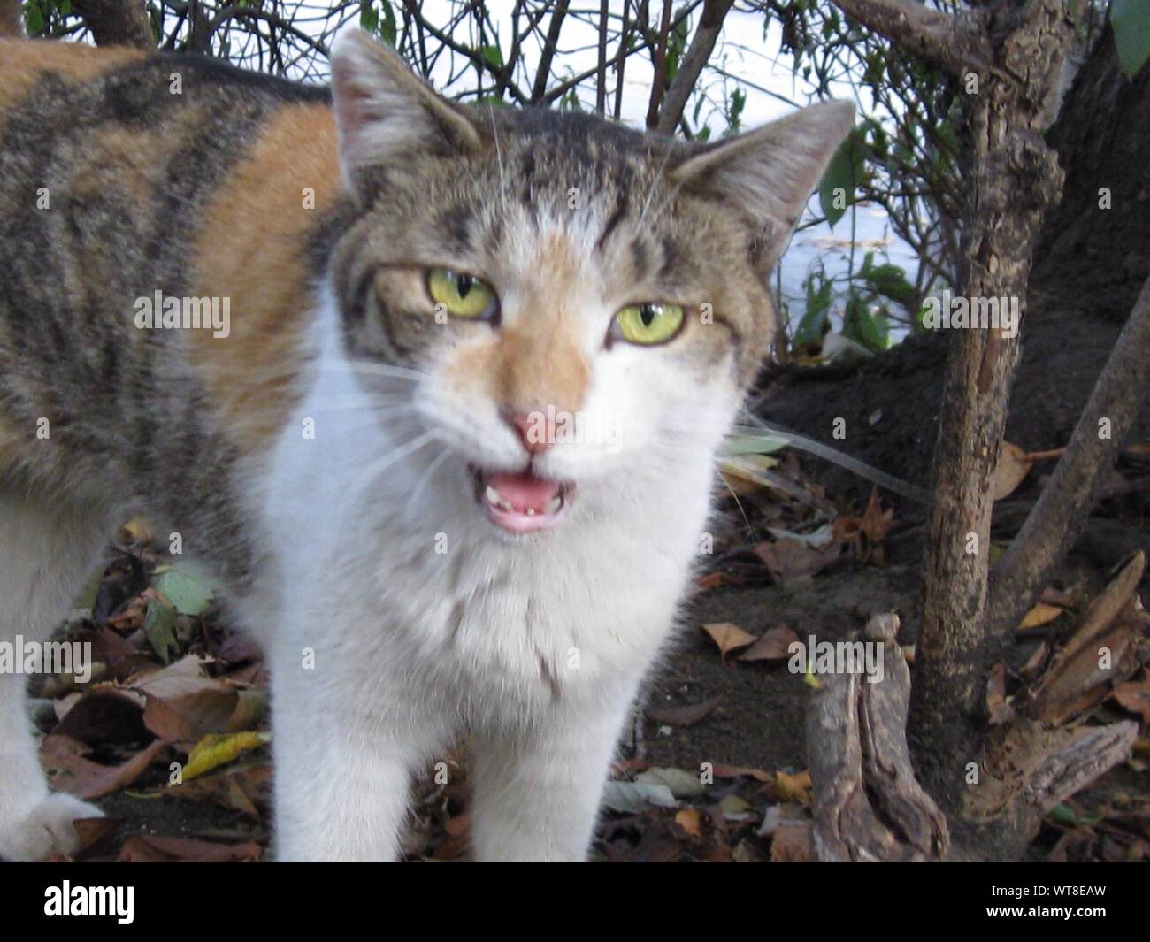 Primer plano de gato maullando fotografías imágenes de alta resolución Alamy