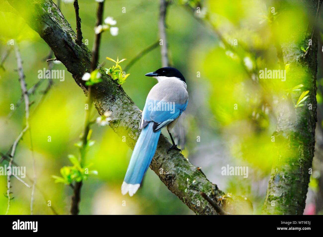 Urraca de Alas Azules donde se posan en la rama Foto de stock