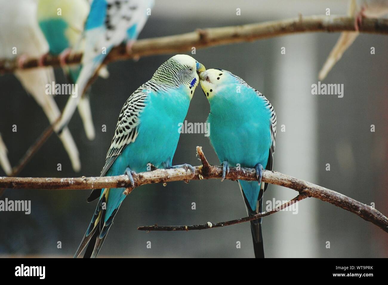 Periquitos Azules Fotos e Imágenes de stock - Alamy