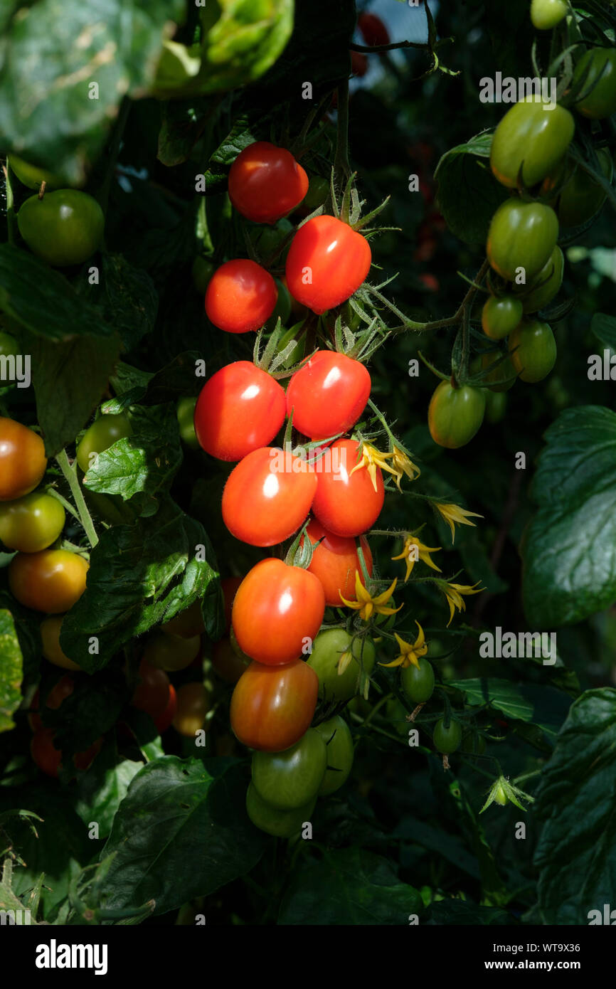 Planta De Tomate Bebe Fotos E Imagenes De Stock Alamy