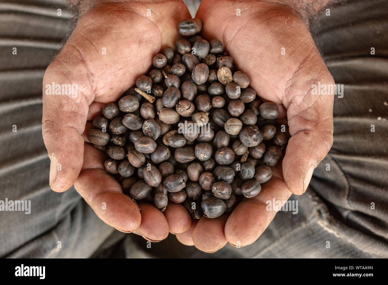 Las manos llenas de semillas de café brasileño Foto de stock