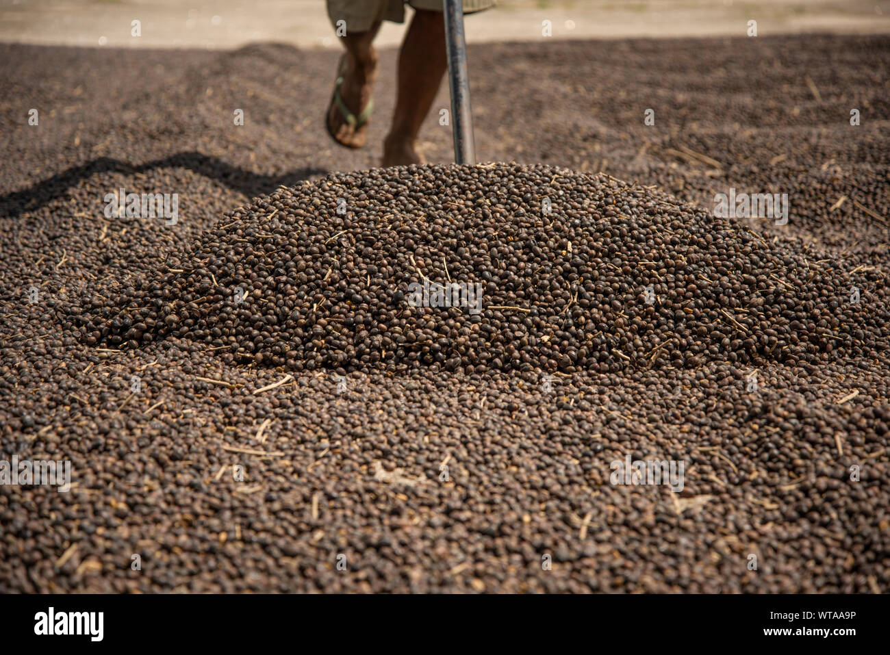 Rastros del trabajador durante el proceso de secado de granos de café en el sudeste de Brasil Foto de stock