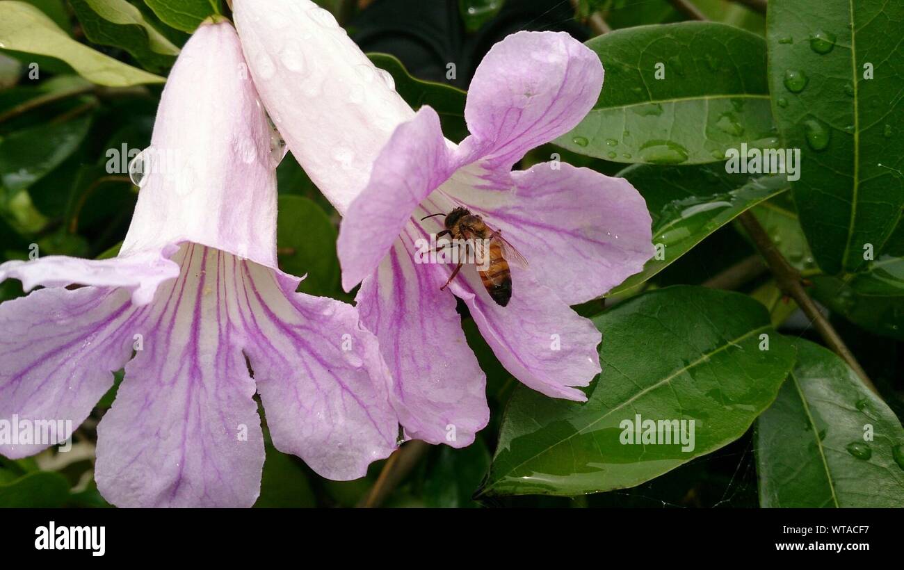 Flor de campana morada fotografías e imágenes de alta resolución - Alamy