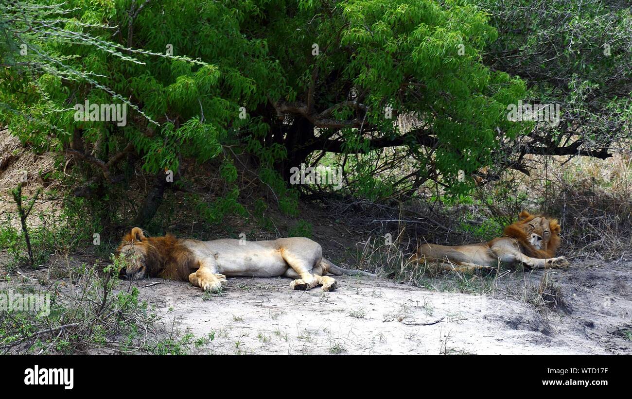 Los leones duermen en campo por árboles en el Parque Nacional de Murchison Falls Foto de stock
