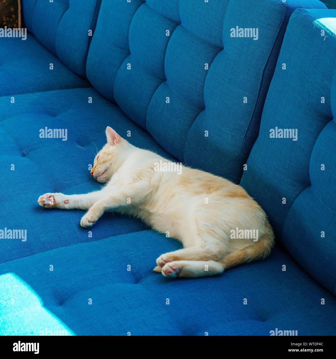 Cat sleeping in couch fotografías e imágenes de alta resolución - Alamy
