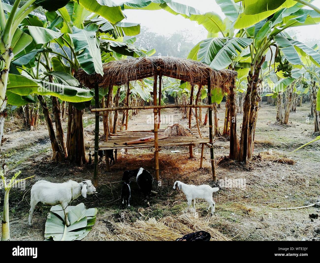 Las cabras por cabaña en campo Fotografía de stock - Alamy