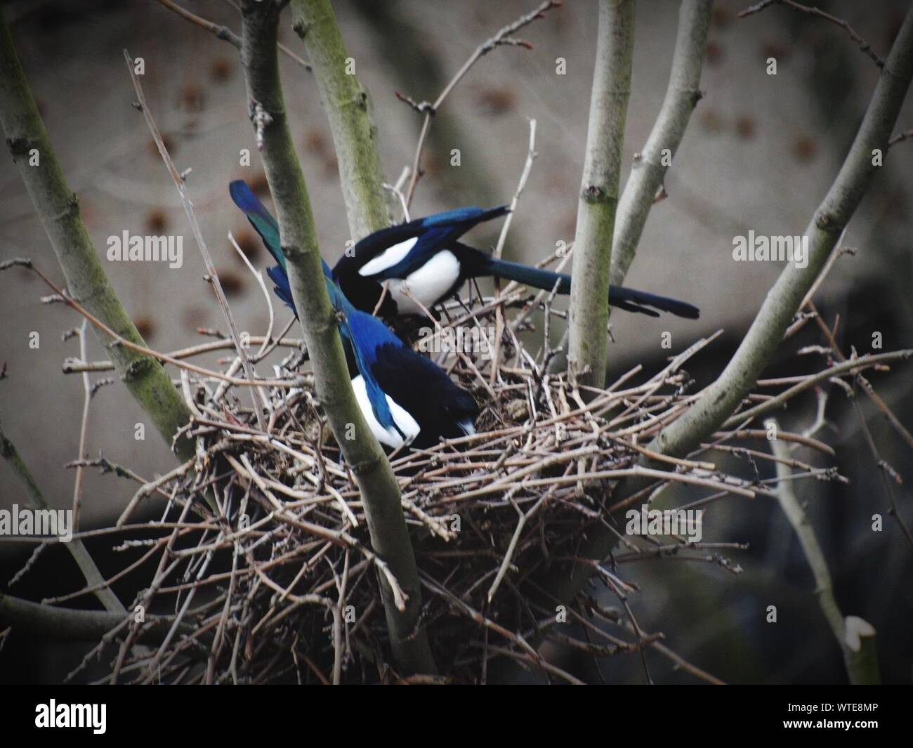 Negro-facturados urracas en nido en árbol Foto de stock