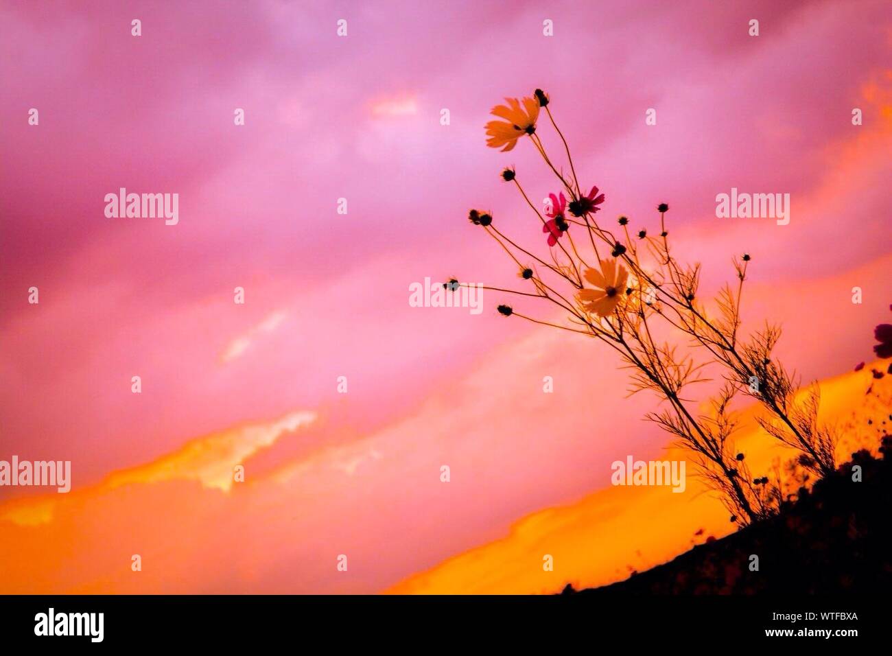 Flores silvestres contra el cielo púrpura Foto de stock