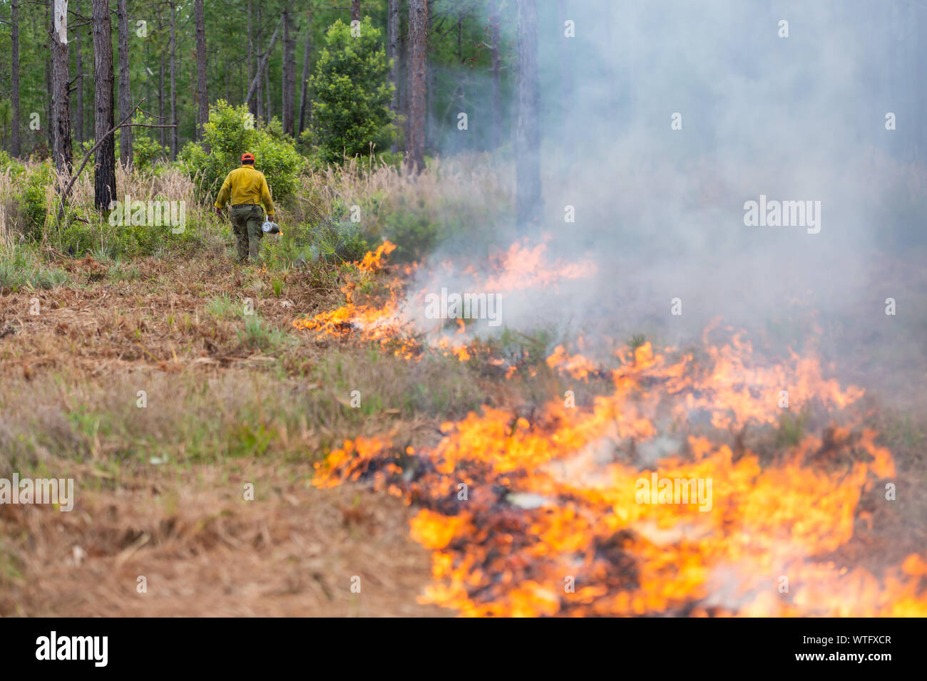 Quema prescrita para restaurar la salud del ecosistema, en el antiguo banco de mitigación de la Florida en el condado de Pasco, Florida, Estados Unidos. Foto de stock