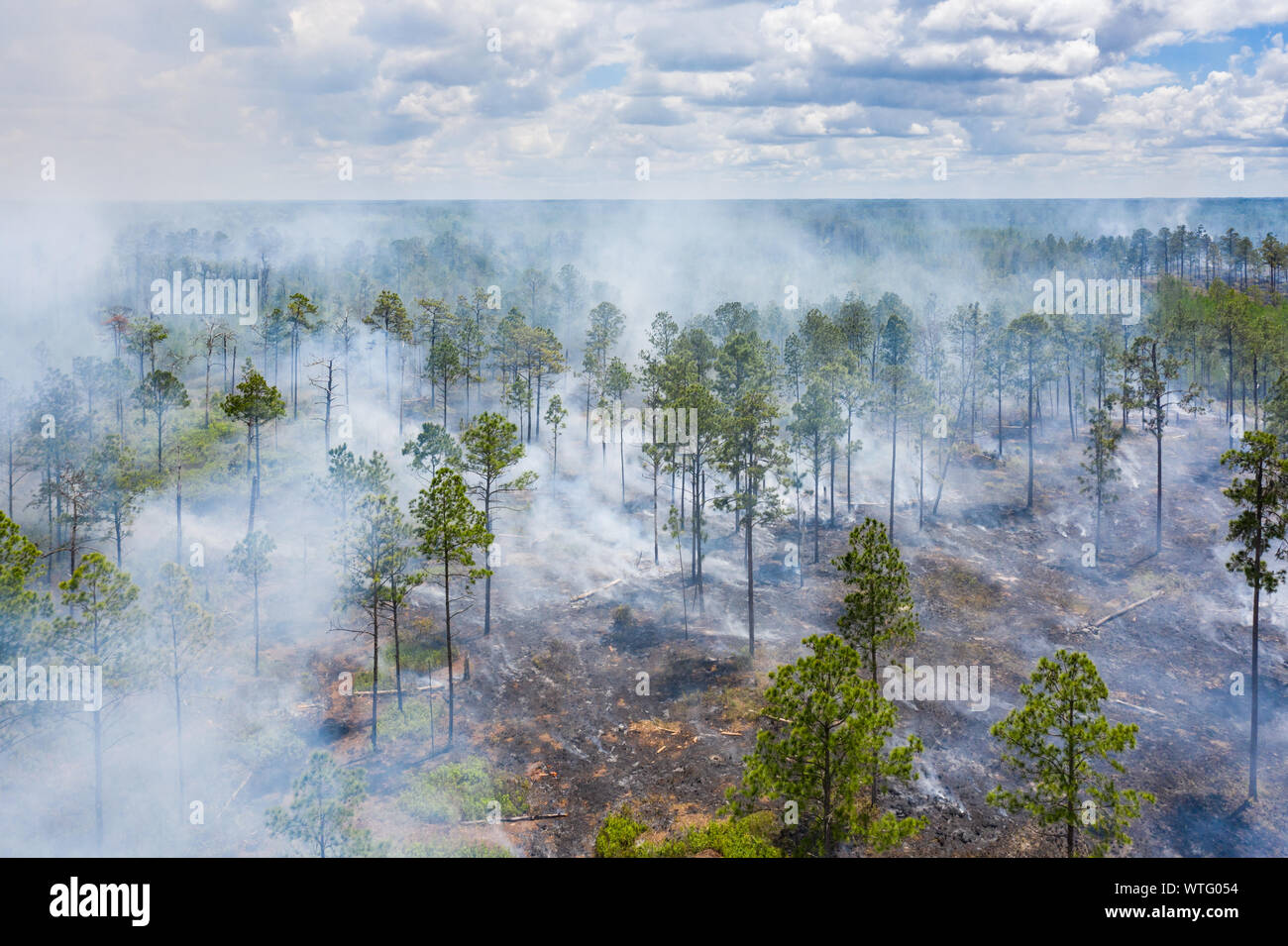 Quema prescrita para restaurar la salud del ecosistema, en el antiguo banco de mitigación de la Florida en el condado de Pasco, Florida, Estados Unidos. Foto de stock