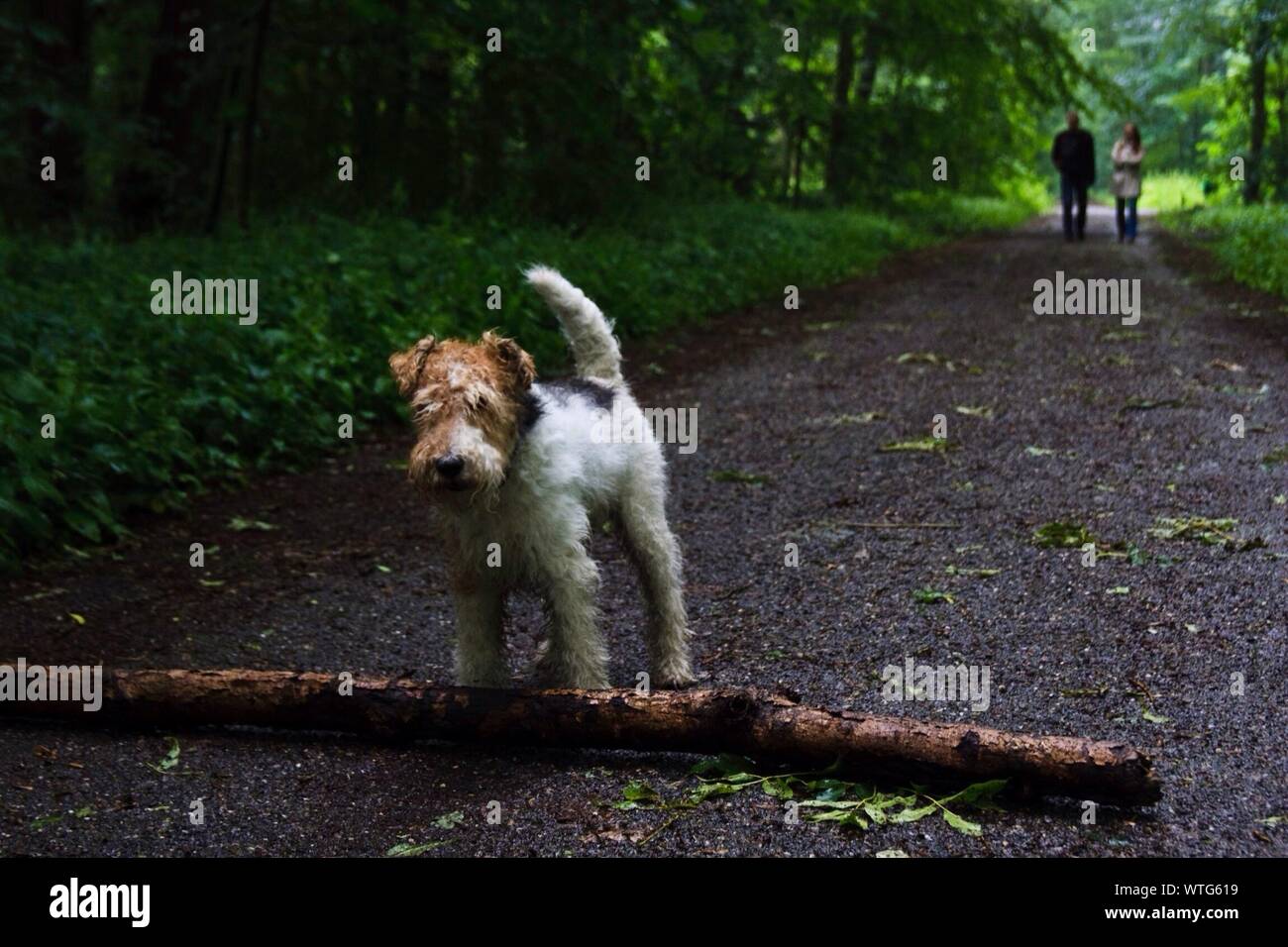 Fox Terrier por corteza en camino en medio de los árboles en el parque Foto de stock