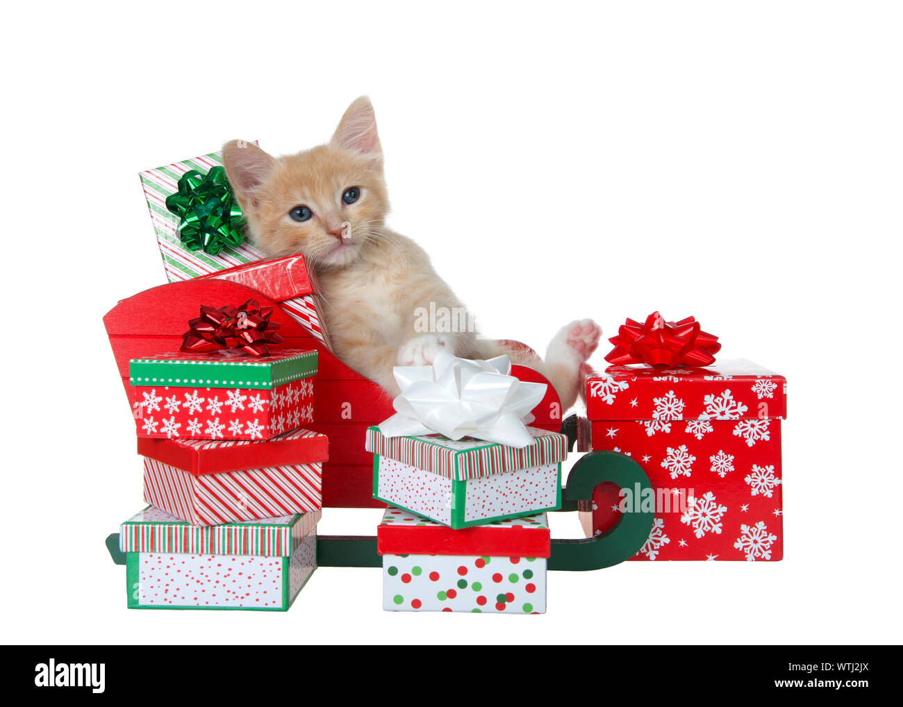 Adorable gatito naranja atigrado buff sentar atrás en un trineo lleno de  colorido regalos de Navidad aislado en blanco. Divertidas payasadas  animales Fotografía de stock - Alamy
