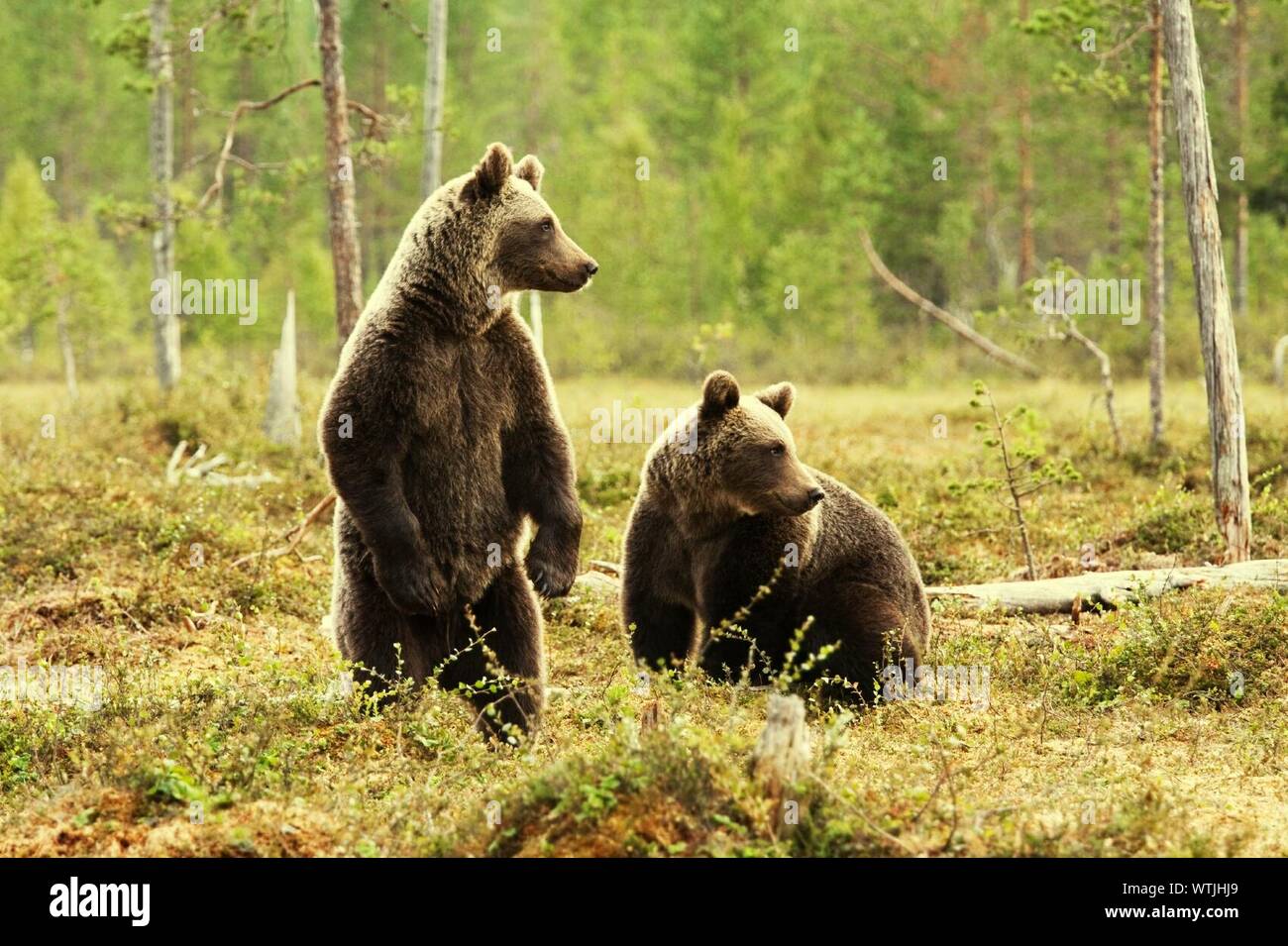 Dos osos en el exterior Foto de stock