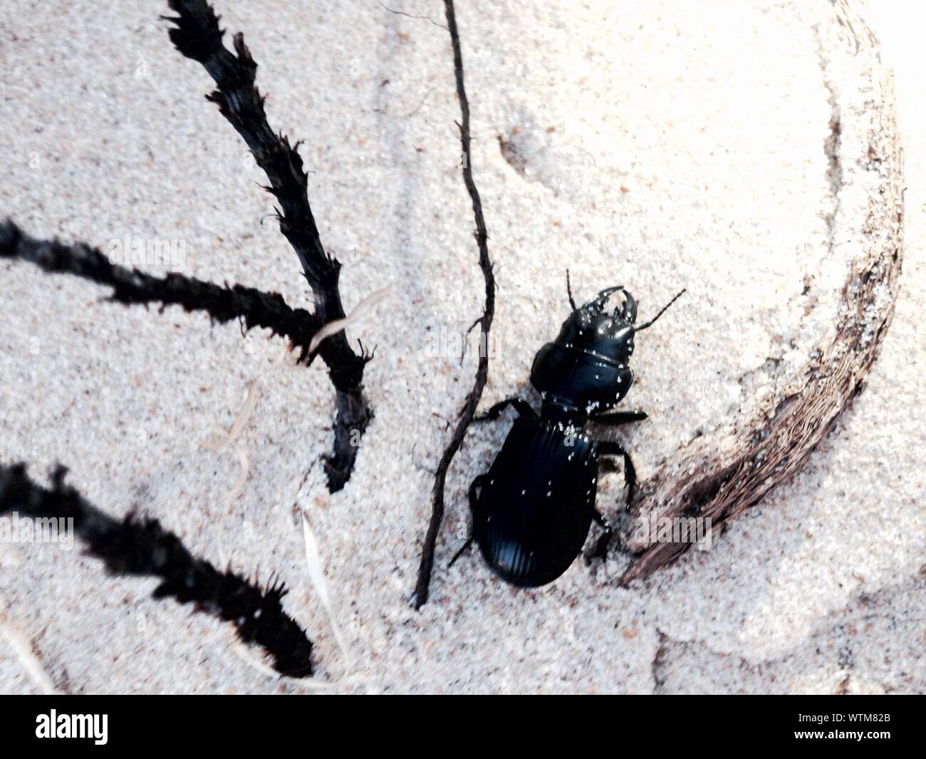 Escarabajo negro en la arena Foto de stock