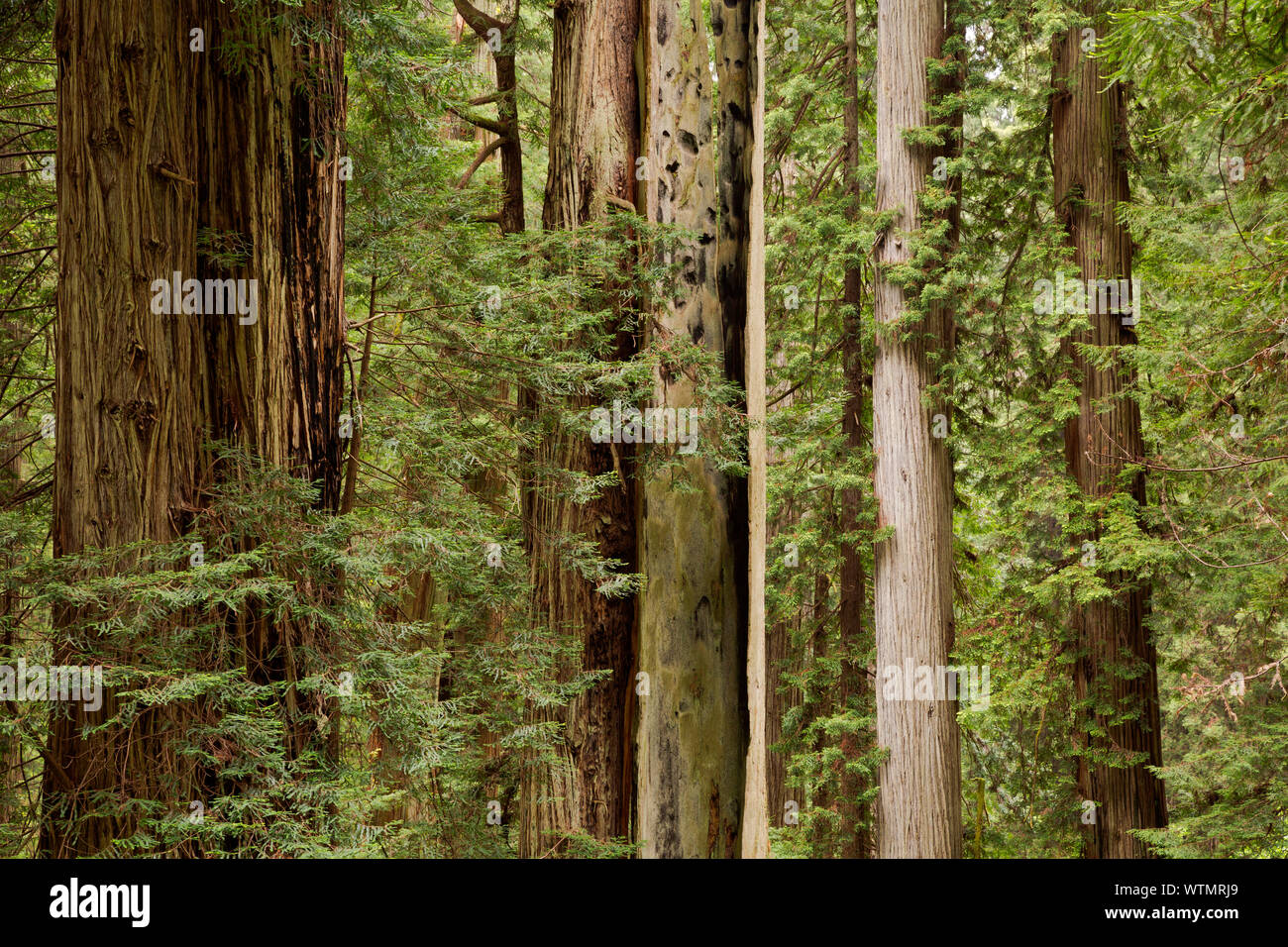 CA03540-00...CALIFORNIA - bosques de secoyas, incluido uno muy viejo árbol muerto por fuego vistos desde Cal Barrel Road en Prairie Creek Redwoods State Park, Foto de stock