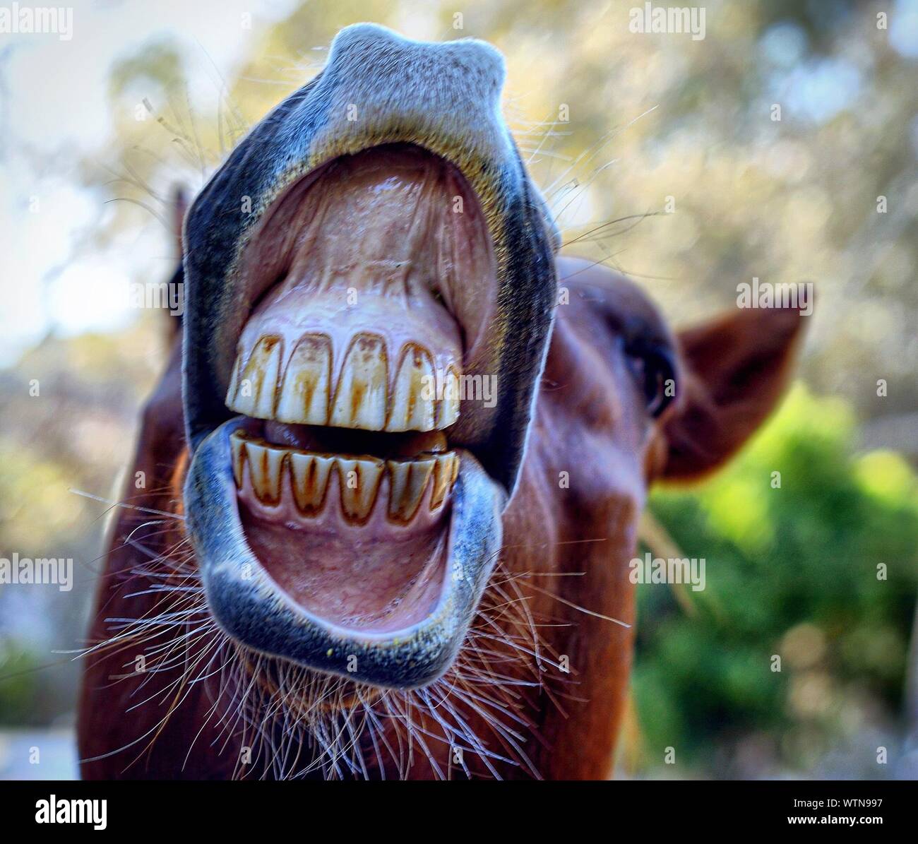Cerca de los dientes del caballo Foto de stock