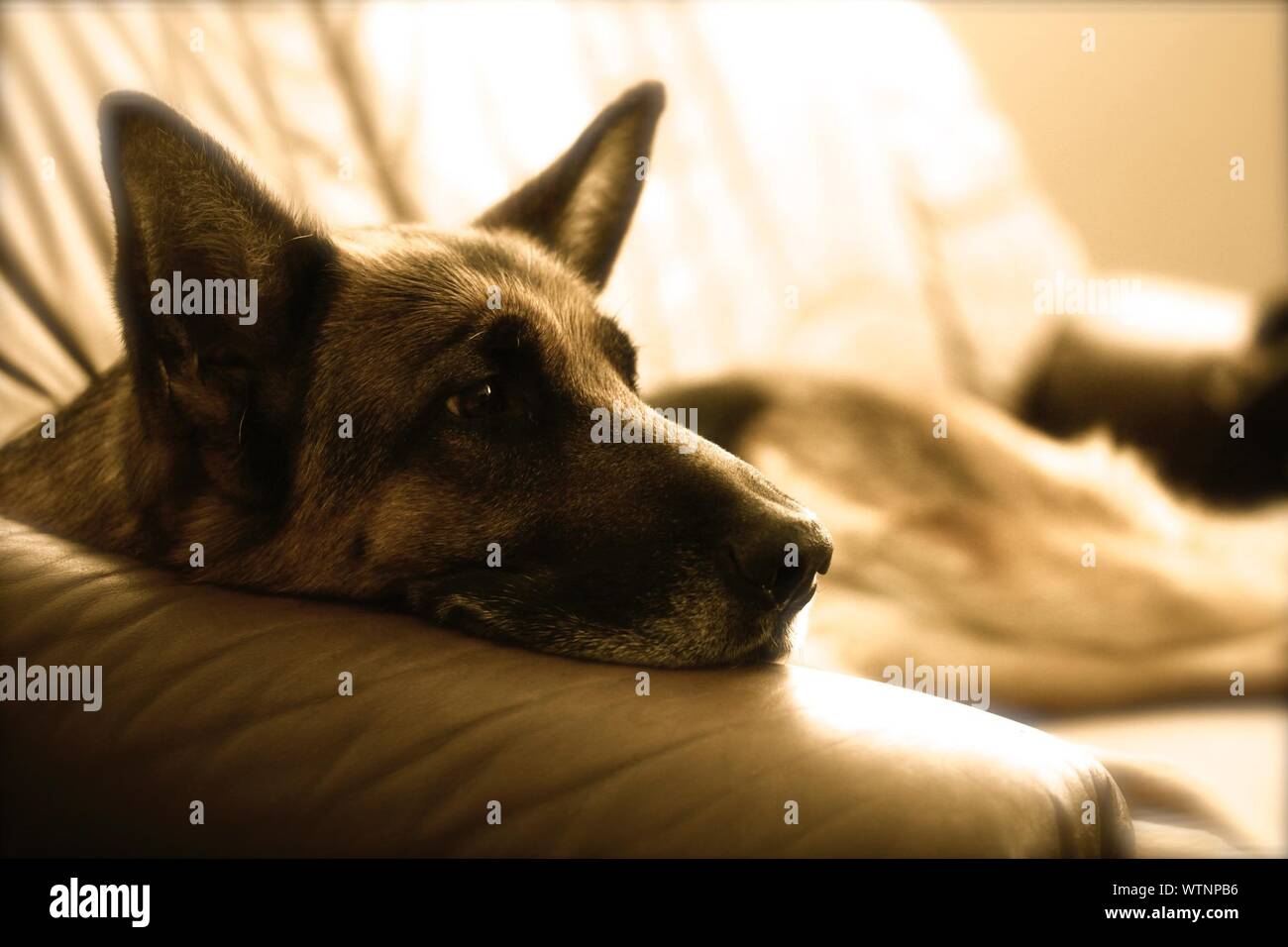 Doggy tumbado en sofá Foto de stock
