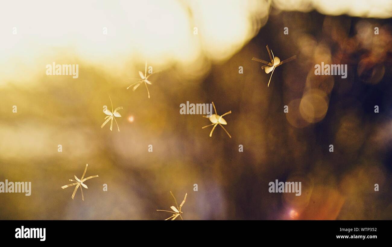 Insectos volando fotografías e imágenes de alta resolución Página 2