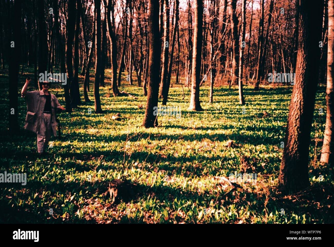 Mujer sola en el bosque en primavera Foto de stock