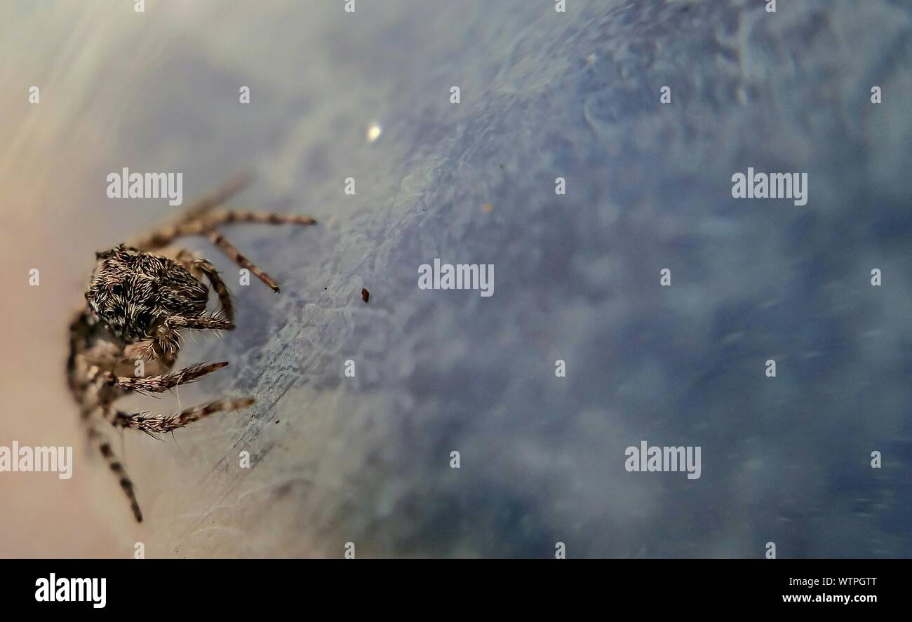 Cerca de la superficie de una araña Foto de stock
