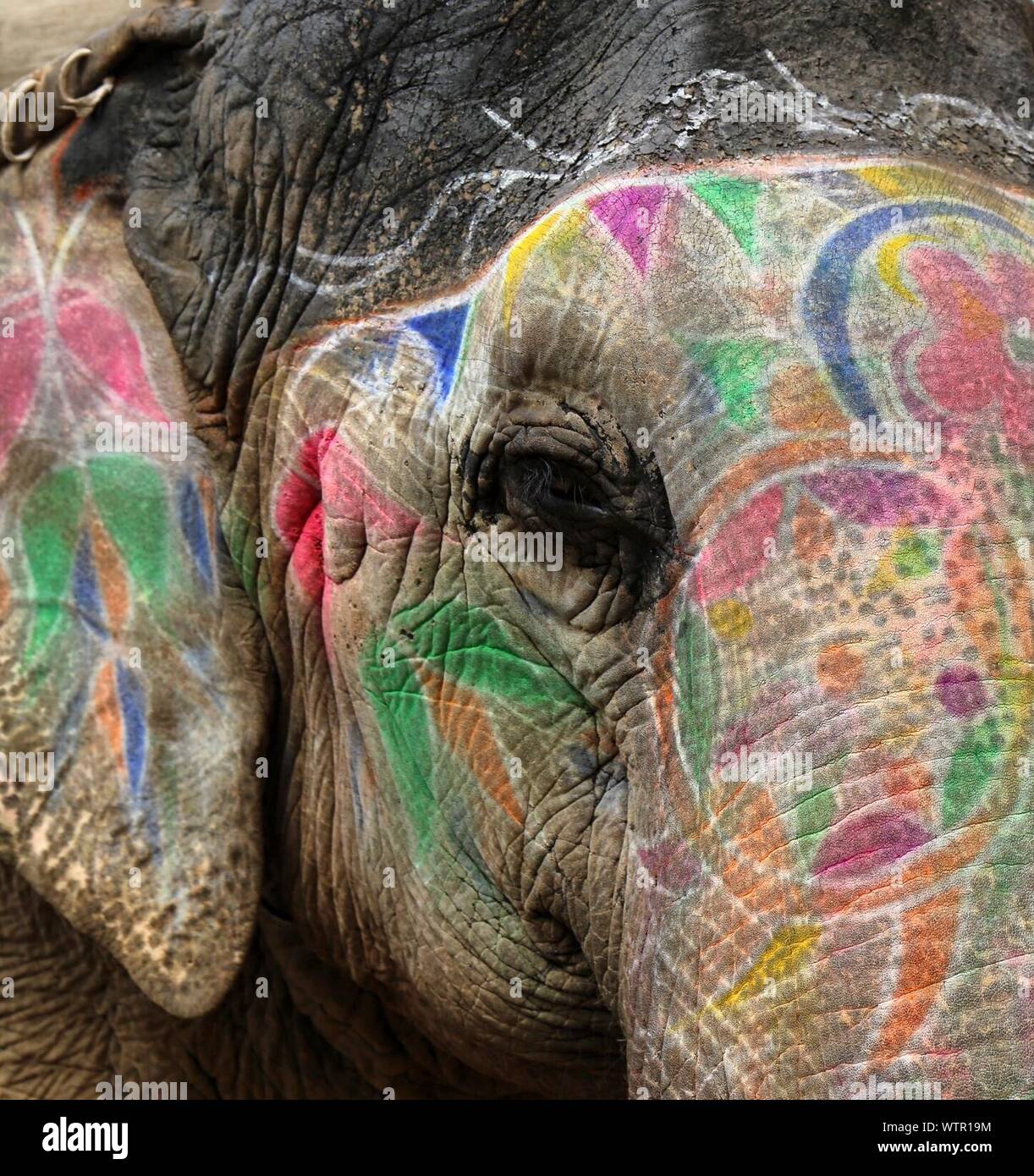 Detalle de un elefante pintado, Elephant Festival, Jaipur, Rajasthan, India  Fotografía de stock - Alamy