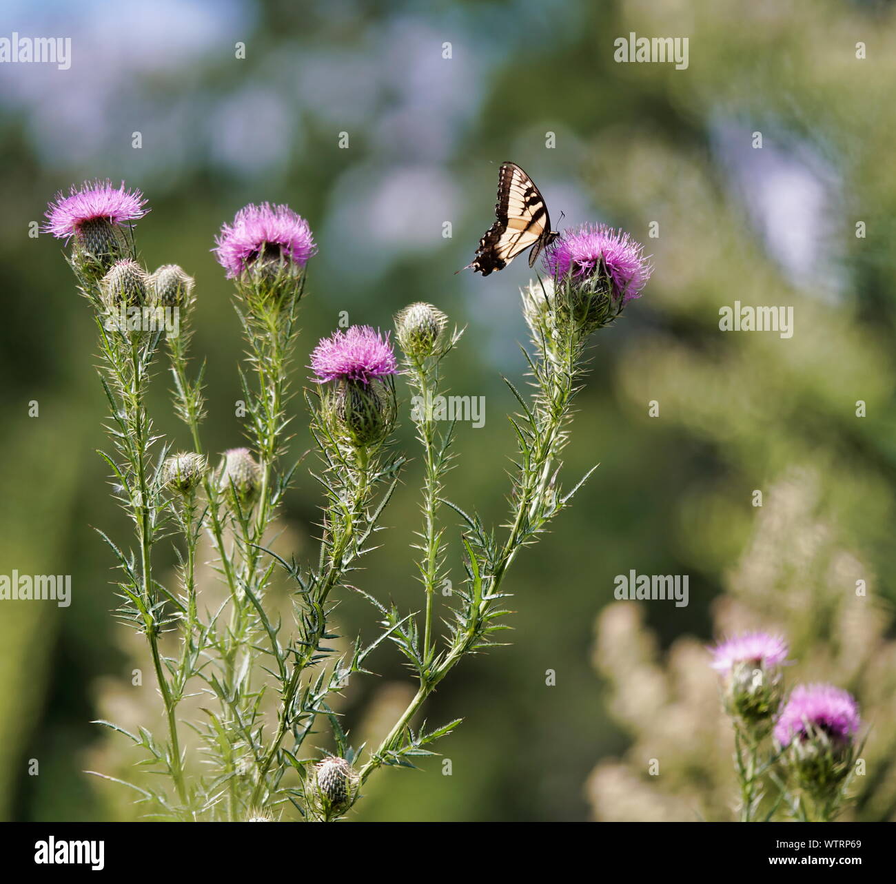 Especie de mariposa wildflower Foto de stock