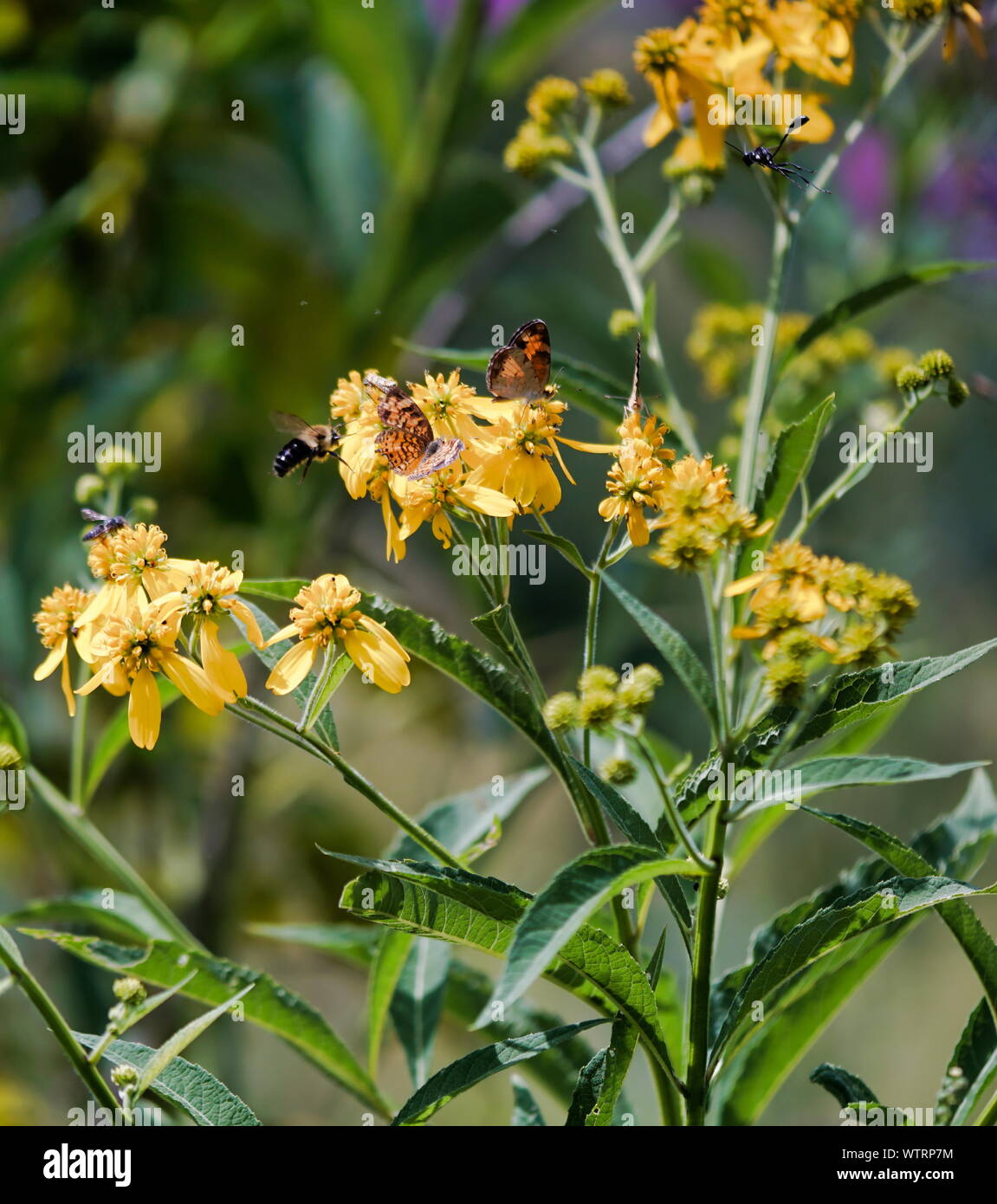 Mariposa de wildflower Foto de stock
