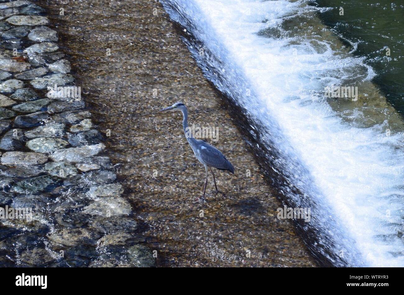 Garza y río fotografías e imágenes de alta resolución - Alamy