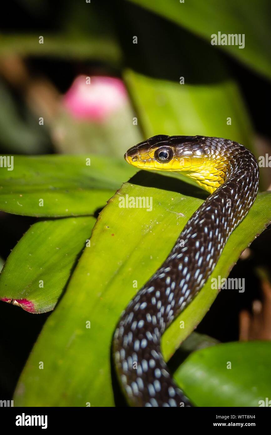 Cerca de Green Tree Snake sobre las plantas. Foto de stock
