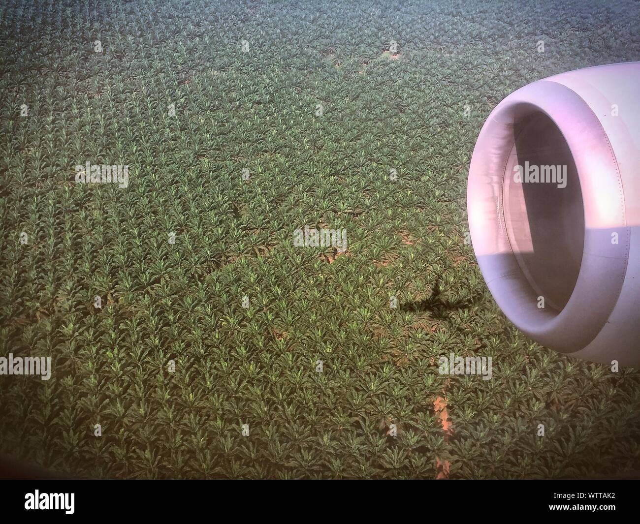 Motor Jet recortada volando sobre las plantaciones de palma de aceite Foto de stock