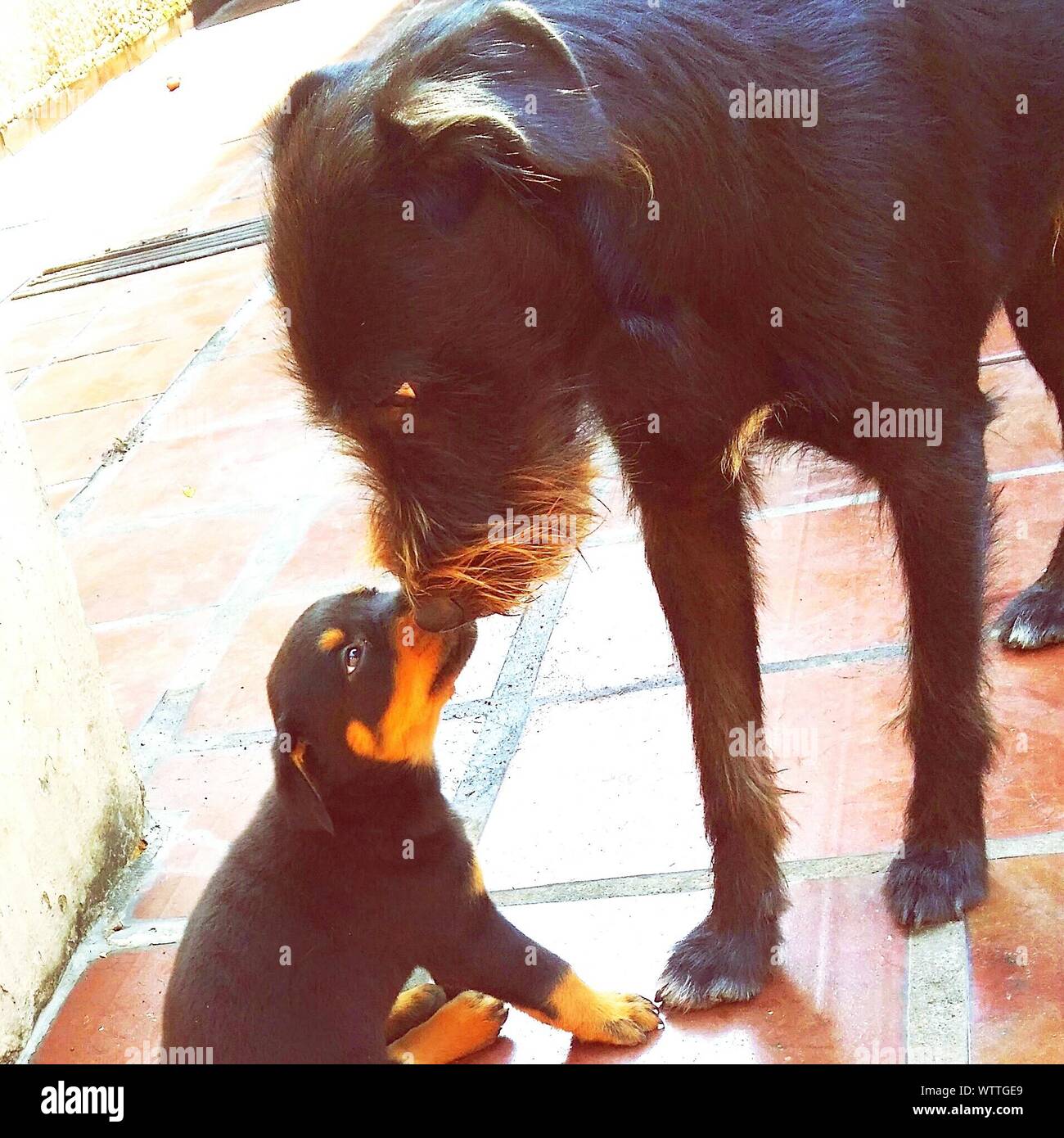 Close-up de hembra con su cachorro en la calle Foto de stock
