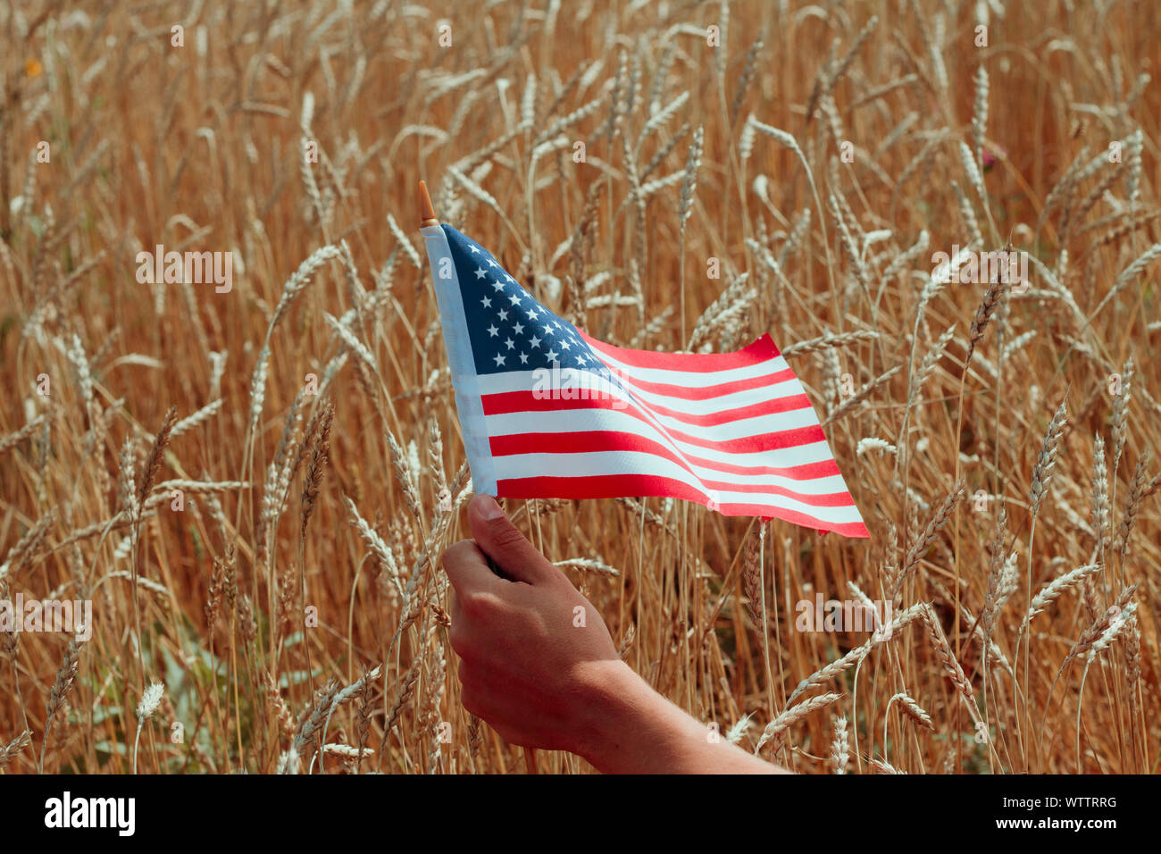 Hombre mano sosteniendo la bandera de Estados Unidos sobre un fondo dorado de espigas de trigo en un campo Foto de stock