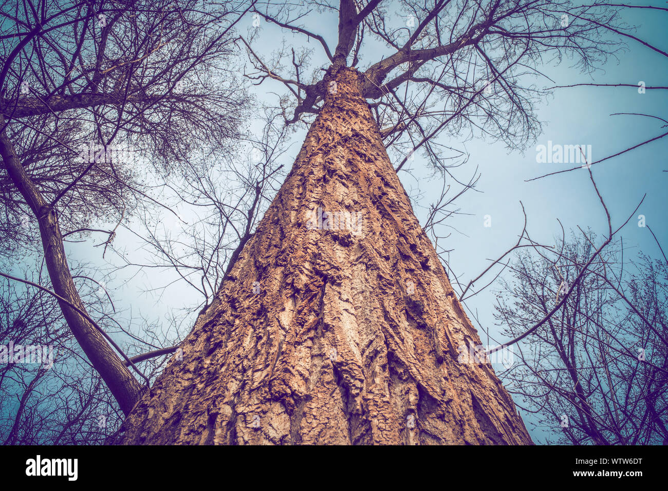 Del tronco de un árbol viejo y grande, vista desde la parte inferior, textura de corteza de árbol, gran angular Foto de stock