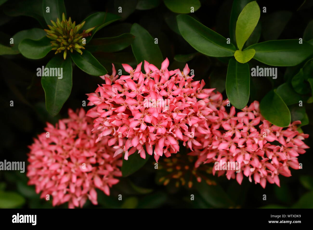 Hermosa forma de rosa o ixora West Indian Jasmine florece en el jardín, el enfoque selectivo Foto de stock