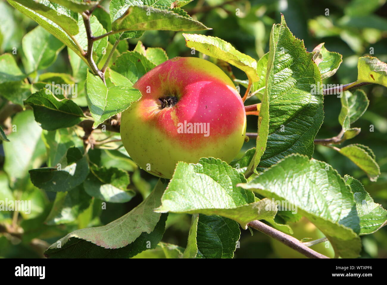 Apple la maduración en un árbol de manzanas en un huerto al comienzo de otoño Foto de stock