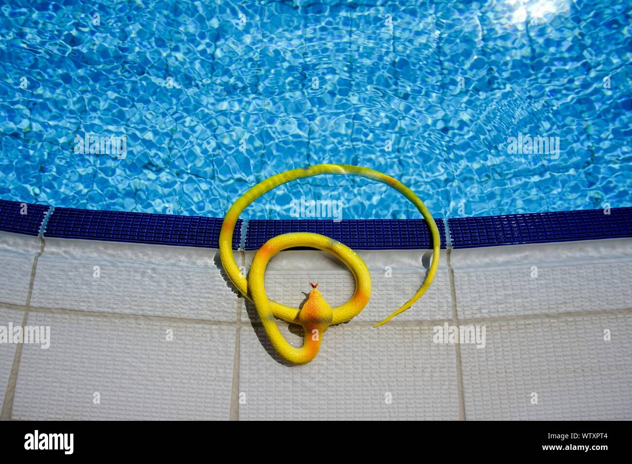 Un alto ángulo de visualización de serpiente de juguete en la piscina Foto de stock