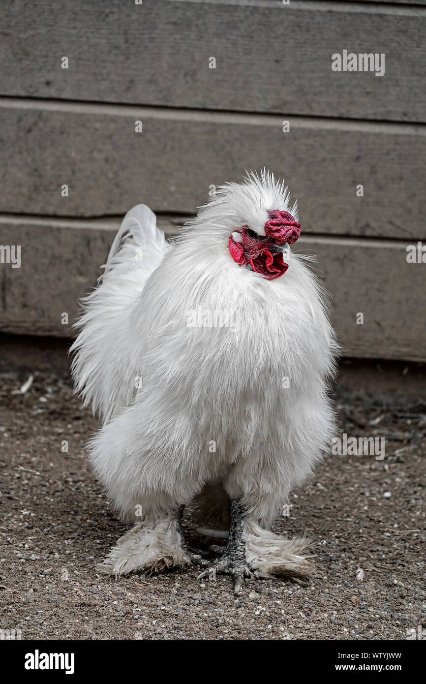 Macho en una granja de pollos de seda Foto de stock