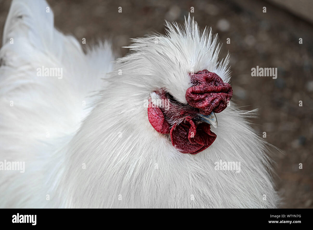 Retrato de un pollo de seda macho Foto de stock