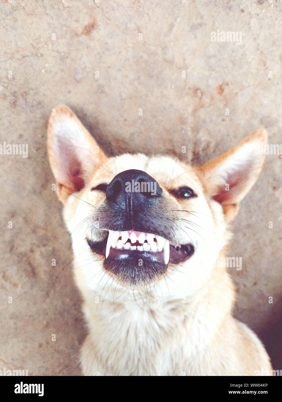 Close-up de mostrar los dientes de perro Fotografía de stock - Alamy