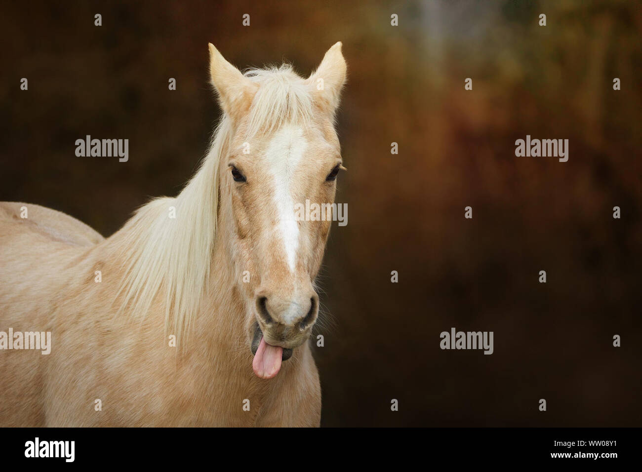 Caballo sacando la lengua el día fotografías e imágenes de alta resolución  - Alamy