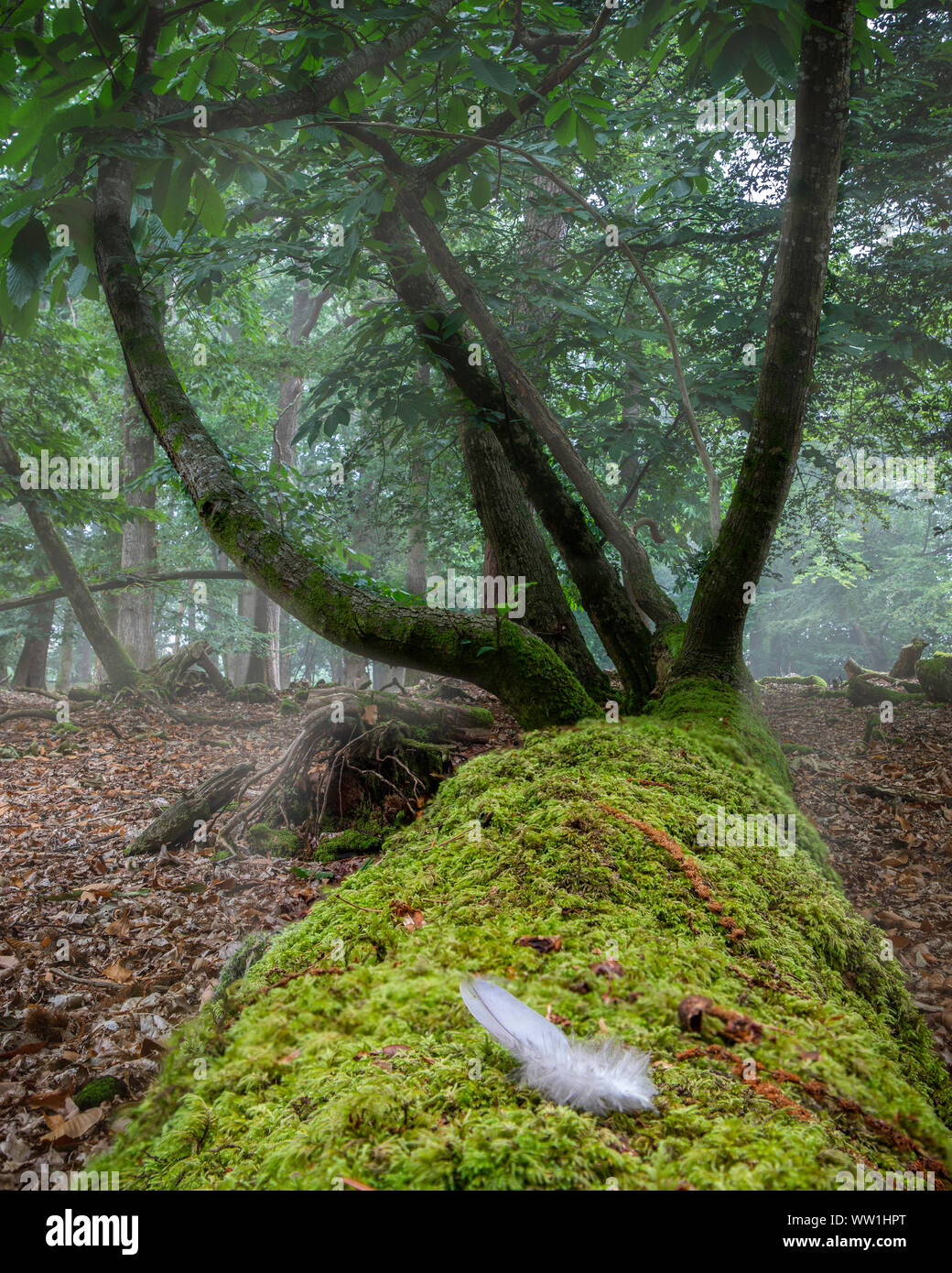 Crossways Dorset, Inglaterra una pluma se encuentra delicadamente en el musgo que cubre un viejo