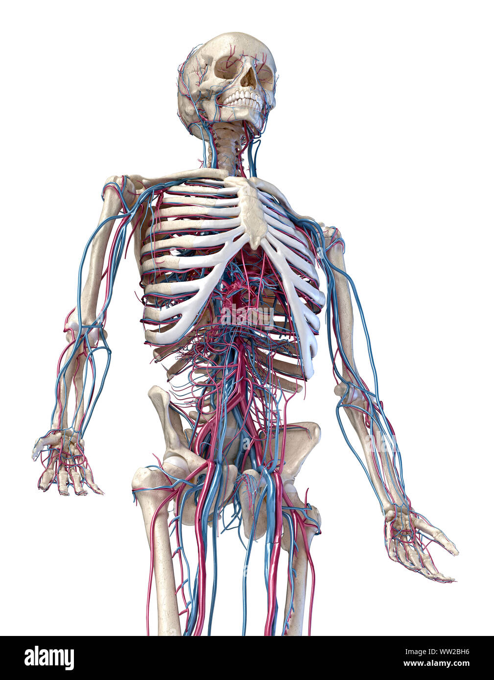 Anatomía Humana, ilustración en 3d del esqueleto con el sistema cardiovascular. Vista en perspectiva de 3/4 de la parte superior, lateral delantero. Sobre un fondo blanco. Foto de stock