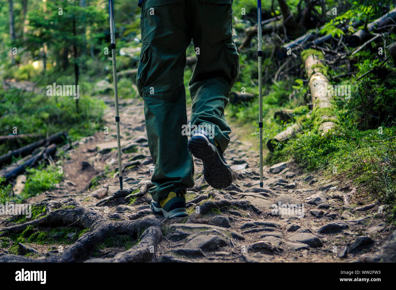 Los pies de un turista en el calzado deportivo con bastones para caminar  por un sendero de montaña con el telón de fondo de un viejo bosque  Fotografía de stock - Alamy