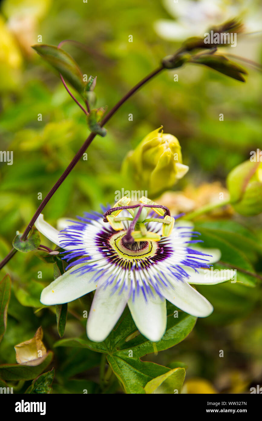 Blanco, Verde y violeta, Flor de la pasión (passiflora) en Flor con hojas  verdes Fotografía de stock - Alamy