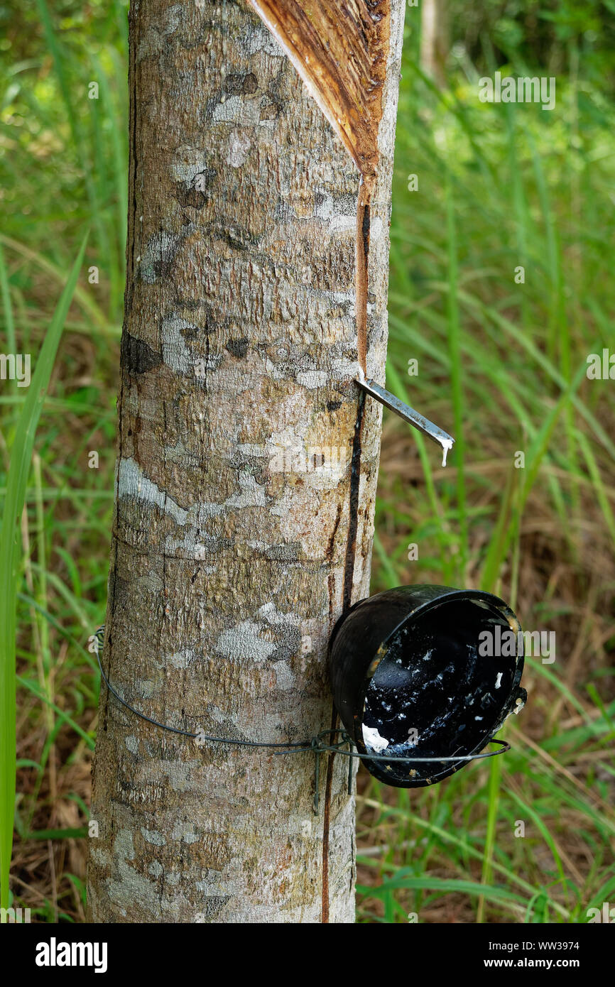 Árbol de caucho plantation, huerto o recipiente para recoger el látex de un  árbol de caucho, la extracción de caucho. Hevea brasiliensis se planta en el  expurgo Fotografía de stock - Alamy