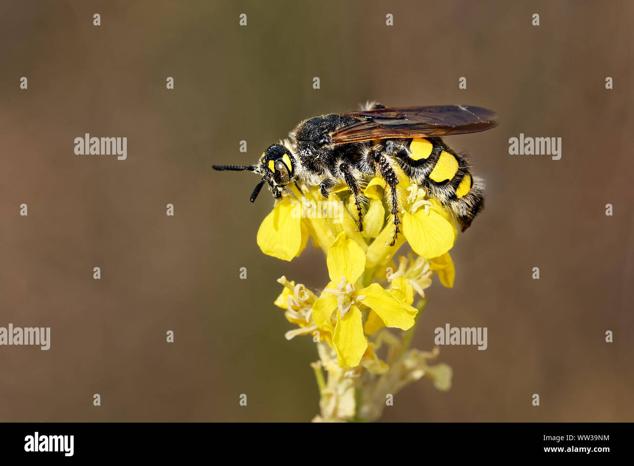 Wasps similar fotografías e imágenes de alta resolución - Alamy